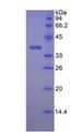 Lumican Protein - Recombinant Lumican By SDS-PAGE