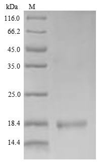 Ly6c1 Protein - (Tris-Glycine gel) Discontinuous SDS-PAGE (reduced) with 5% enrichment gel and 15% separation gel.