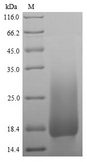 Ly6g / Gr1 Protein - (Tris-Glycine gel) Discontinuous SDS-PAGE (reduced) with 5% enrichment gel and 15% separation gel.