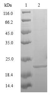 MAFK Protein - (Tris-Glycine gel) Discontinuous SDS-PAGE (reduced) with 5% enrichment gel and 15% separation gel.