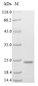 MAFK Protein - (Tris-Glycine gel) Discontinuous SDS-PAGE (reduced) with 5% enrichment gel and 15% separation gel.