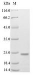 MAFK Protein - (Tris-Glycine gel) Discontinuous SDS-PAGE (reduced) with 5% enrichment gel and 15% separation gel.