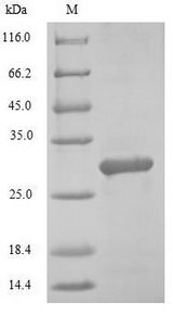 MAFK Protein - (Tris-Glycine gel) Discontinuous SDS-PAGE (reduced) with 5% enrichment gel and 15% separation gel.