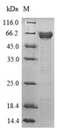MAPT / Tau Protein - (Tris-Glycine gel) Discontinuous SDS-PAGE (reduced) with 5% enrichment gel and 15% separation gel.