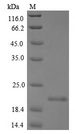 MCA32 Protein - (Tris-Glycine gel) Discontinuous SDS-PAGE (reduced) with 5% enrichment gel and 15% separation gel.