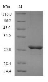 Mcpt4 Protein - (Tris-Glycine gel) Discontinuous SDS-PAGE (reduced) with 5% enrichment gel and 15% separation gel.