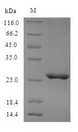 Mcpt4 Protein - (Tris-Glycine gel) Discontinuous SDS-PAGE (reduced) with 5% enrichment gel and 15% separation gel.