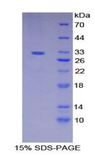 MEP1A / Meprin Alpha Protein - Recombinant Meprin A Alpha By SDS-PAGE