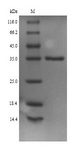 MGLL / Monoacylglycerol Lipase Protein - (Tris-Glycine gel) Discontinuous SDS-PAGE (reduced) with 5% enrichment gel and 15% separation gel.
