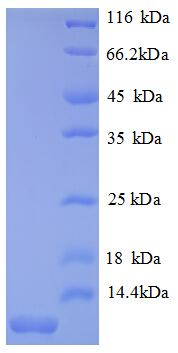 MIP2 / GRO2 / CXCL2 Protein