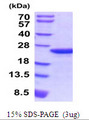 MLC2 / MYL9 Protein