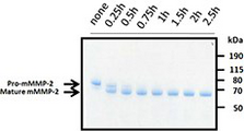 MMP2 Protein - Activity of activated mMMP-2 was measured by its ability to cleave the fluorogenic peptide Mca-PLGL-Dpa-AR-NH2.