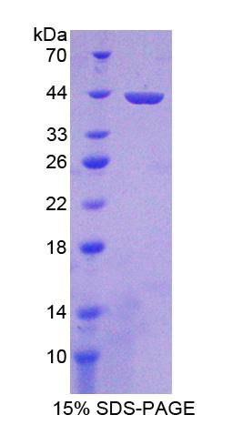 MSTO1 / MST Protein - Recombinant  Misato Homolog 1 By SDS-PAGE
