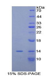 MUC5AC Protein - Recombinant Mucin 5 Subtype AC By SDS-PAGE