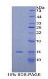 MUC5AC Protein - Recombinant Mucin 5 Subtype AC By SDS-PAGE