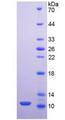 Mucin 2 / MUC2 Protein - Recombinant Mucin 2 By SDS-PAGE