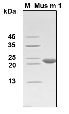 MUP1 / Major Urinary Protein Protein