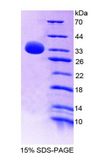 MYB / c-Myb Protein - Recombinant V-Myb Myeloblastosis Viral Oncogene Homolog By SDS-PAGE