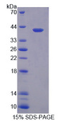 MYBPC1 Protein - Recombinant Myosin Binding Protein C, Slow Type By SDS-PAGE