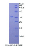 MYO1D Protein - Recombinant Myosin ID By SDS-PAGE