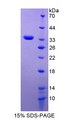 MYO1G / HA2 Protein - Recombinant  Myosin IG By SDS-PAGE
