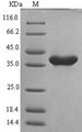 NALP3 / NLRP3 Protein - (Tris-Glycine gel) Discontinuous SDS-PAGE (reduced) with 5% enrichment gel and 15% separation gel.