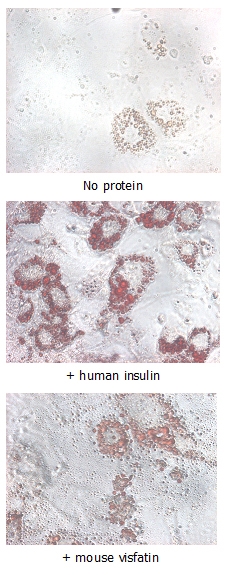 NAMPT / Visfatin Protein - Insulin-mimetic effects on stimulated differentiating 3T3-L1 cells. 10 ug/ml Nampt (mouse) (rec.) (His) or human insulin was added to differentiating 3T3-L1 cells that had been stimulated with 1 uM dexamethasone and 0.5mM IBMX for 2 days. After 5 days, fat droplets were stained with Oil-Red O.
