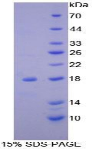 NDUFAB1 / ACP Protein - Recombinant Acyl Carrier Protein, Mitochondrial By SDS-PAGE