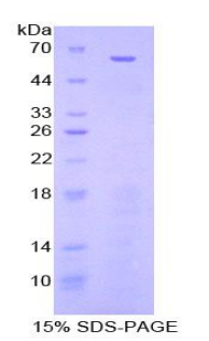 NES / Nestin Protein - Recombinant Nestin By SDS-PAGE