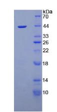 Nesfatin-1 Protein - Active Nesfatin 1 (NES1) by SDS-PAGE