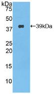 Nesfatin-1 Protein - Active Nesfatin 1 (NES1) by WB