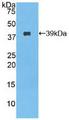 Nesfatin-1 Protein - Active Nesfatin 1 (NES1) by WB