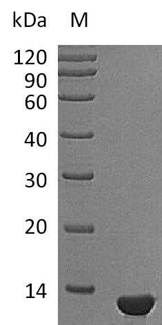 NGF Protein - (Tris-Glycine gel) Discontinuous SDS-PAGE (reduced) with 5% enrichment gel and 15% separation gel.