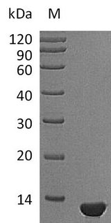 NGF Protein - (Tris-Glycine gel) Discontinuous SDS-PAGE (reduced) with 5% enrichment gel and 15% separation gel.