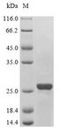 NIP3 / BNIP3 Protein - (Tris-Glycine gel) Discontinuous SDS-PAGE (reduced) with 5% enrichment gel and 15% separation gel.