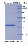 NOS2 / iNOS Protein - Recombinant Nitric Oxide Synthase 2, Inducible By SDS-PAGE