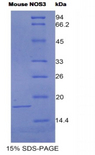 NOS3 / eNOS Protein - Recombinant Nitric Oxide Synthase 3, Endothelial By SDS-PAGE