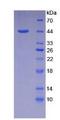 NPPA / ANP Protein - Recombinant Natriuretic Peptide Precursor A (NPPA) by SDS-PAGE