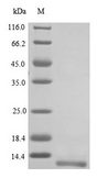 NPY2R Protein - (Tris-Glycine gel) Discontinuous SDS-PAGE (reduced) with 5% enrichment gel and 15% separation gel.
