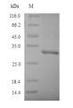 NQO1 Protein - (Tris-Glycine gel) Discontinuous SDS-PAGE (reduced) with 5% enrichment gel and 15% separation gel.