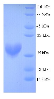 NQO2 Protein