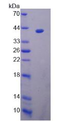 NR1H3 / LXR Alpha Protein - Recombinant  Liver X Receptor Alpha By SDS-PAGE