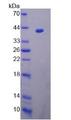 NR1H3 / LXR Alpha Protein - Recombinant  Liver X Receptor Alpha By SDS-PAGE