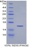 NRARP Protein - Recombinant Notch Regulated Ankyrin Repeat Protein By SDS-PAGE