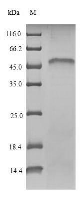 NRF1 / NRF-1 Protein - (Tris-Glycine gel) Discontinuous SDS-PAGE (reduced) with 5% enrichment gel and 15% separation gel.
