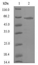 NRF1 / NRF-1 Protein - (Tris-Glycine gel) Discontinuous SDS-PAGE (reduced) with 5% enrichment gel and 15% separation gel.