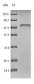 NRF1 / NRF-1 Protein - (Tris-Glycine gel) Discontinuous SDS-PAGE (reduced) with 5% enrichment gel and 15% separation gel.