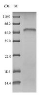 NRF1 / NRF-1 Protein - (Tris-Glycine gel) Discontinuous SDS-PAGE (reduced) with 5% enrichment gel and 15% separation gel.