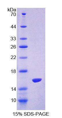 NT-proANP Protein - Recombinant N-Terminal Pro-Atrial Natriuretic Peptide By SDS-PAGE