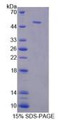 NUCB1 / Nucleobindin Protein - Recombinant Nucleobindin 1 (NUCB1) by SDS-PAGE
